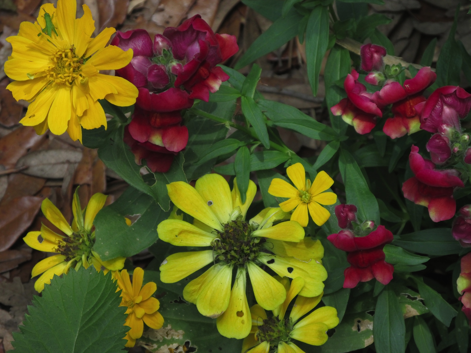 zinniasinflorida