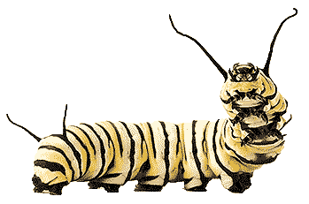 monarchcaterpillar