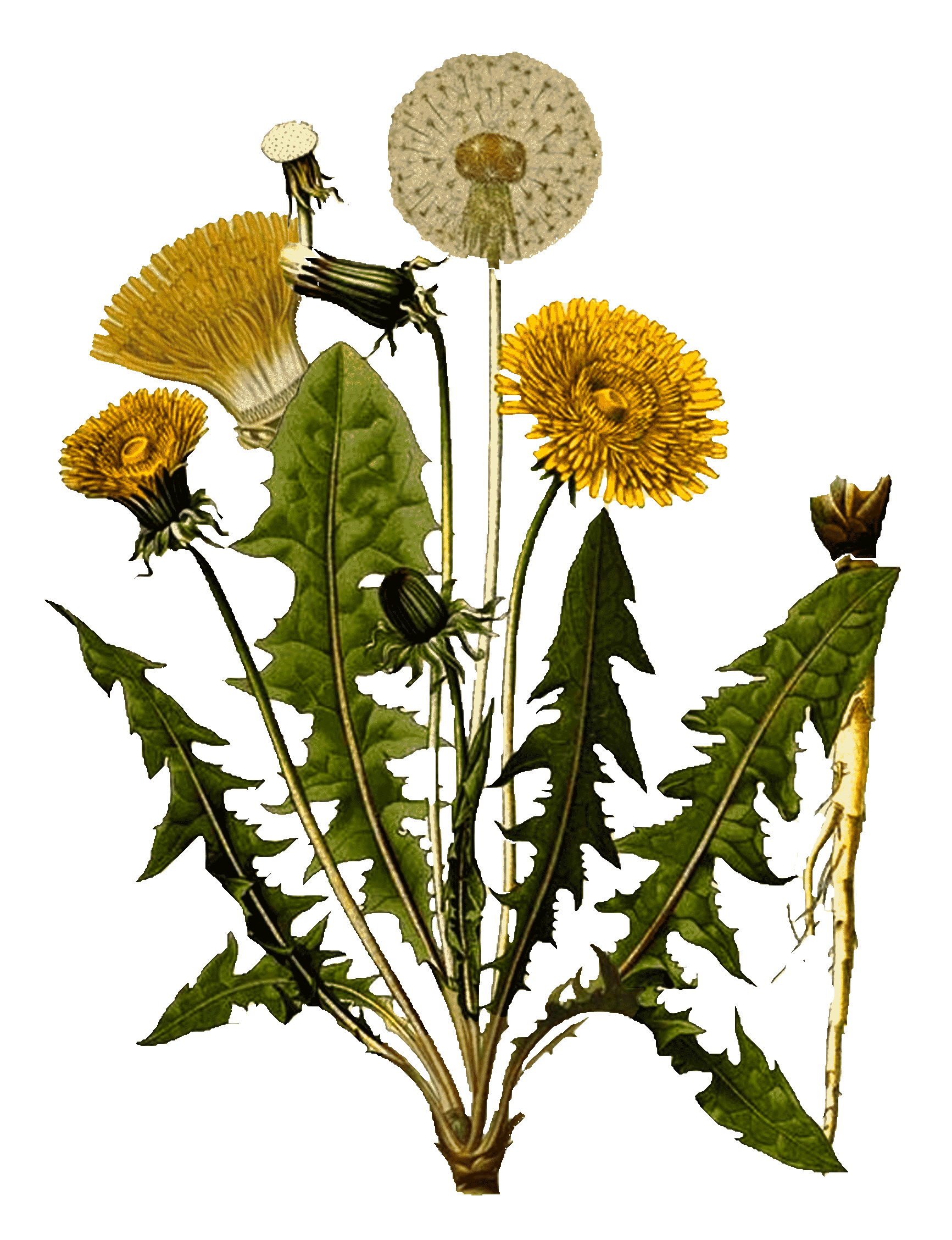 dandelionfloratechnical drawingfrom1600s