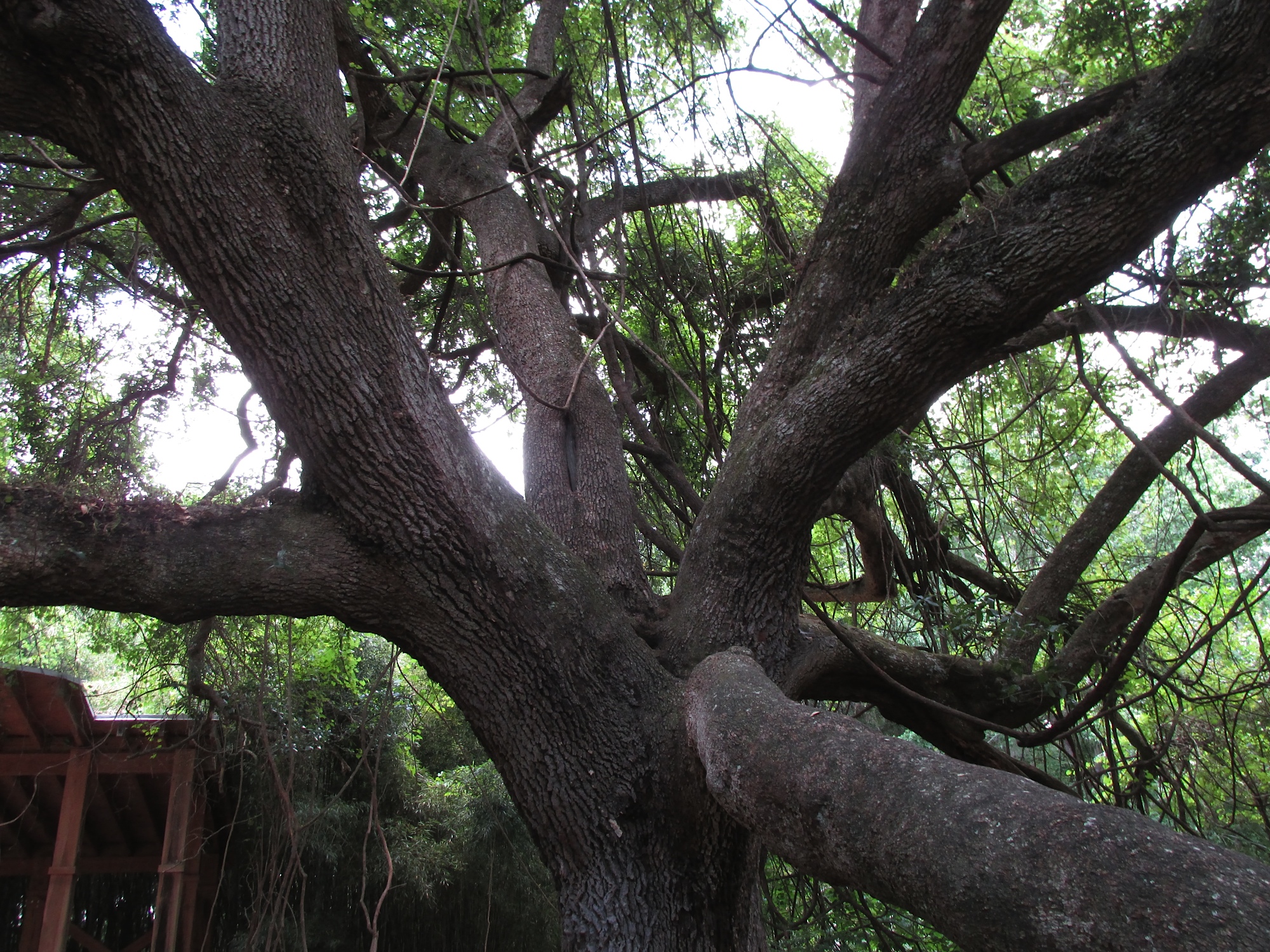 hundredyearoldfloridaliveoak 

