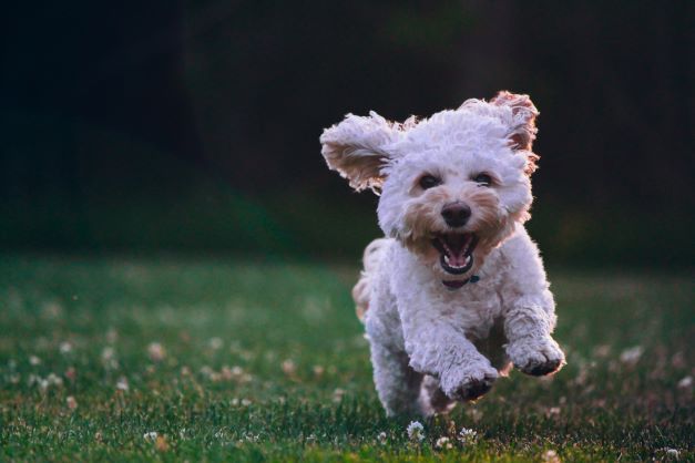 Cockapoo Running in a Field