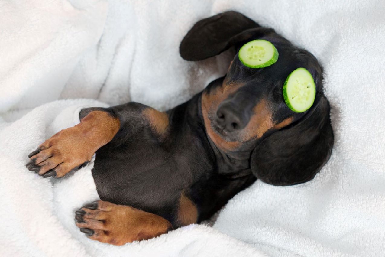 Puppy with Sleep Mask On