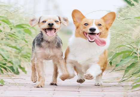 Pup Pals Running Together