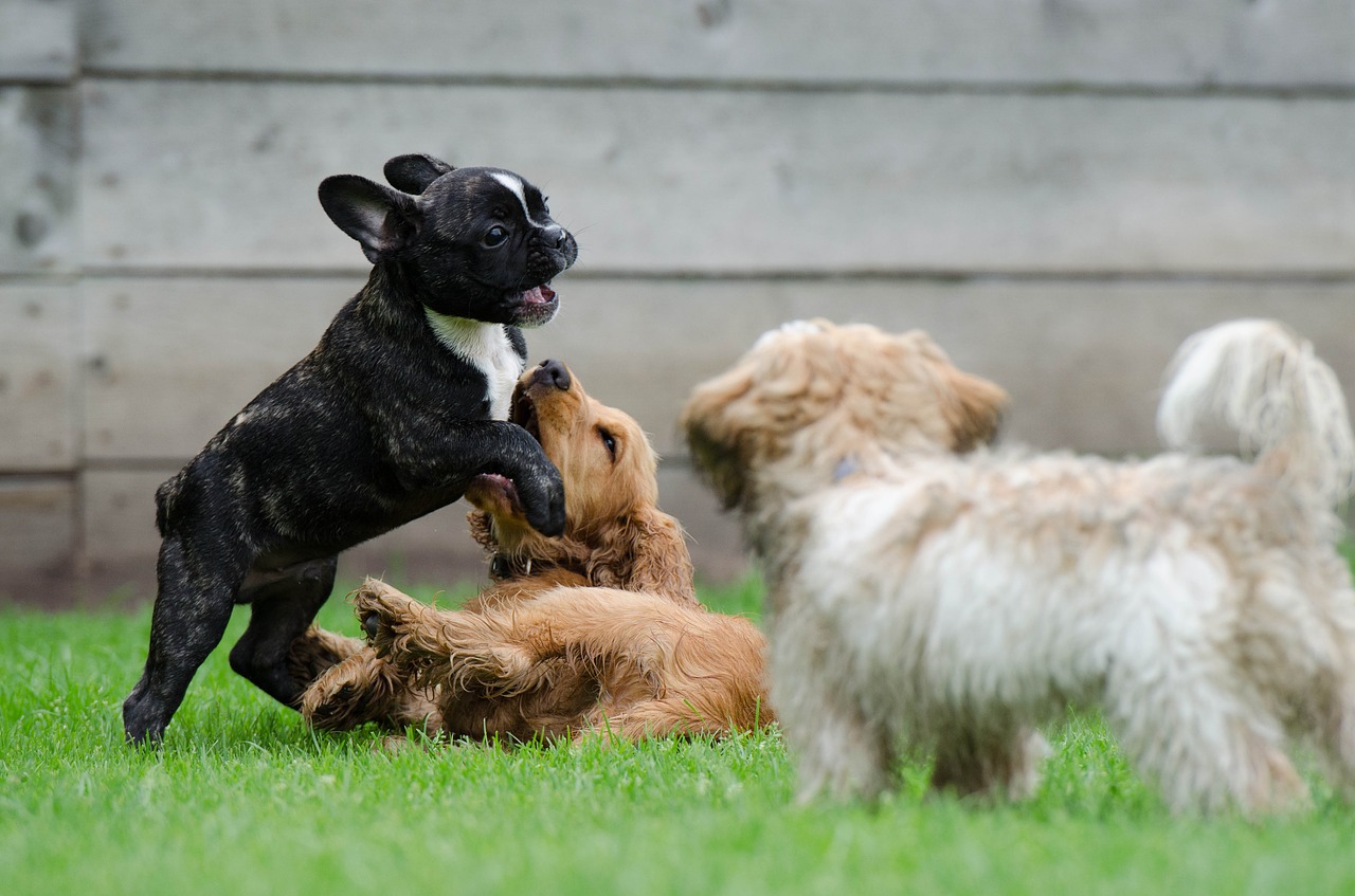 Puppies at Play