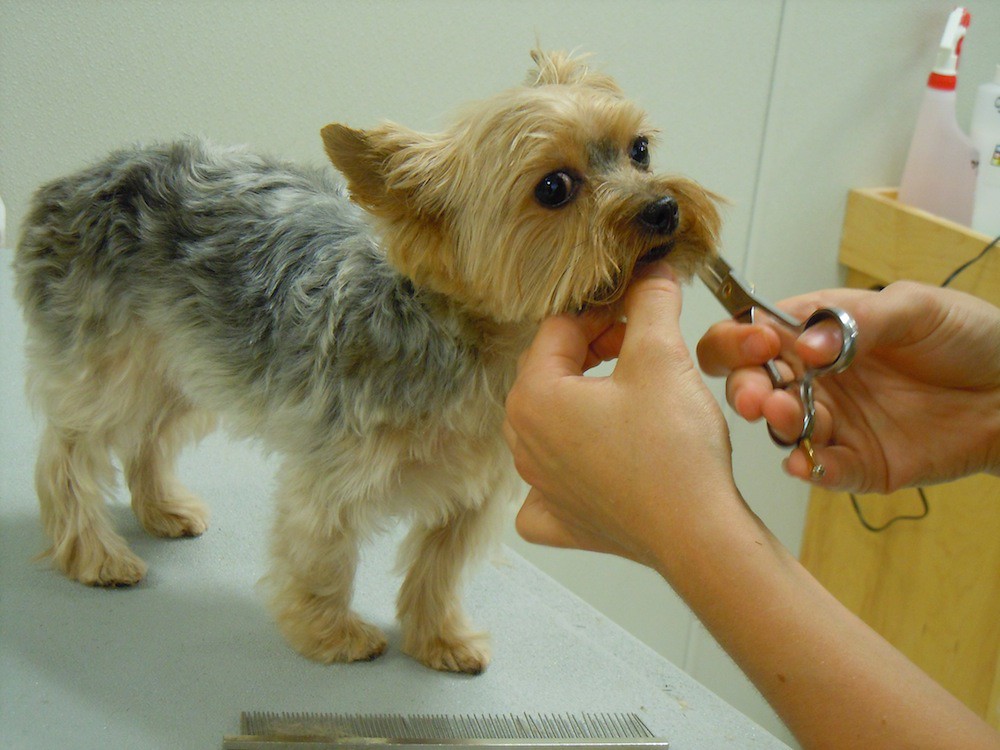 Puppy Being Groomed with Scissors
