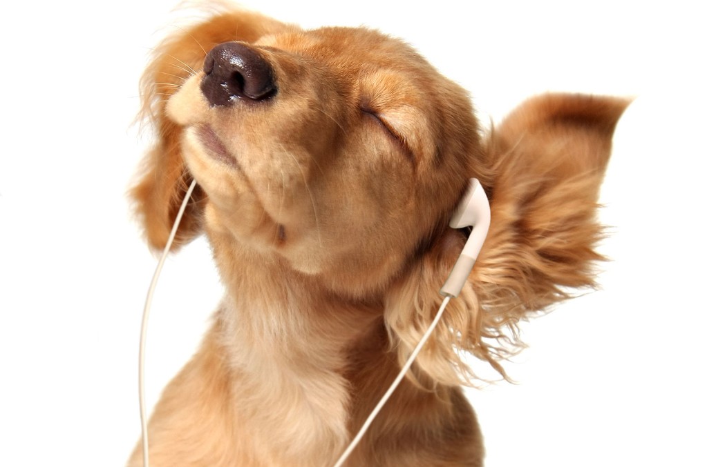 Pup Listening to Music