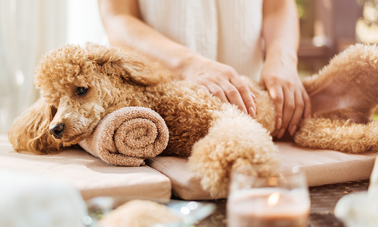 Puppy Getting a Massage