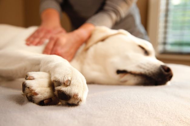 Puppy Getting a Massage