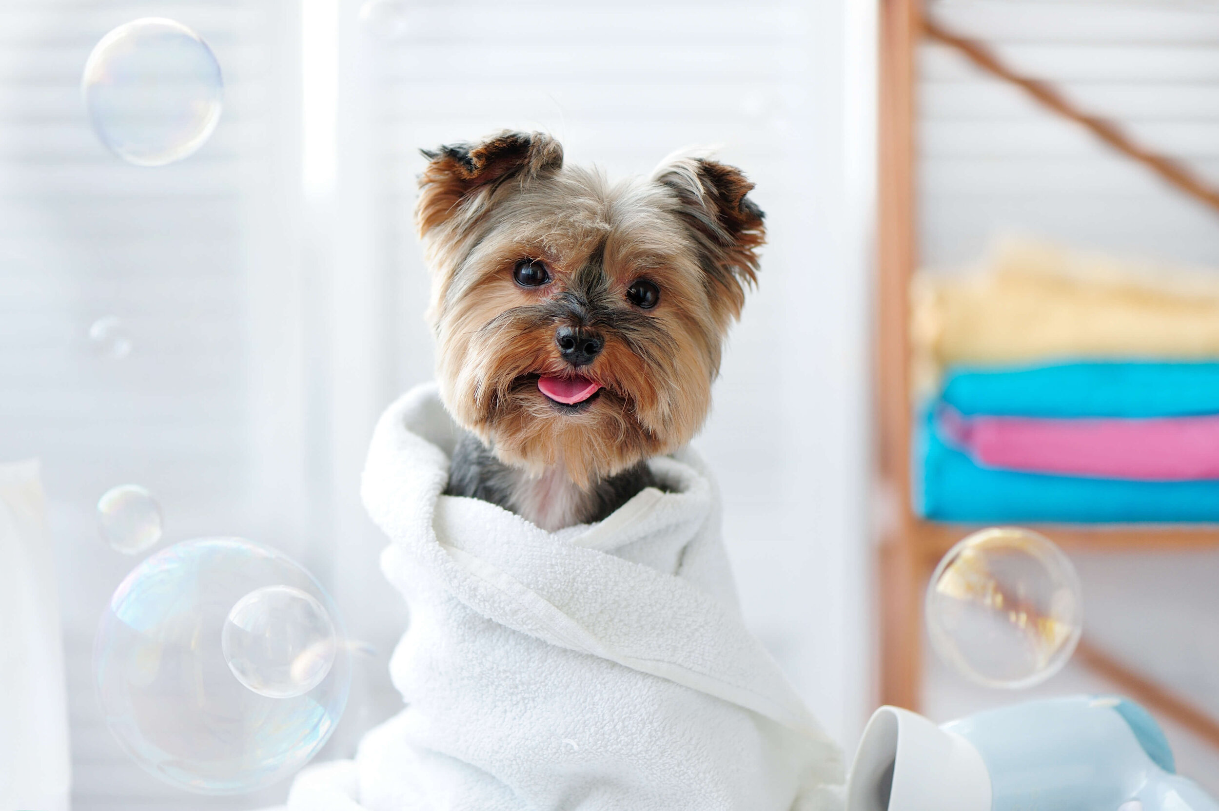 Puppy Wrapped in a Towel