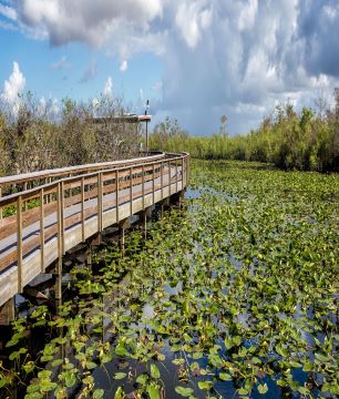 Everglades swampland with wooden bridge in the background