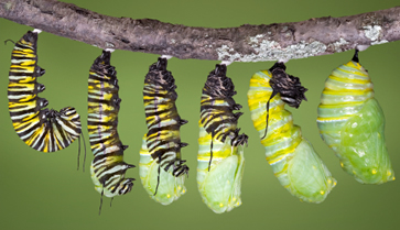 Caterpillar Emerging