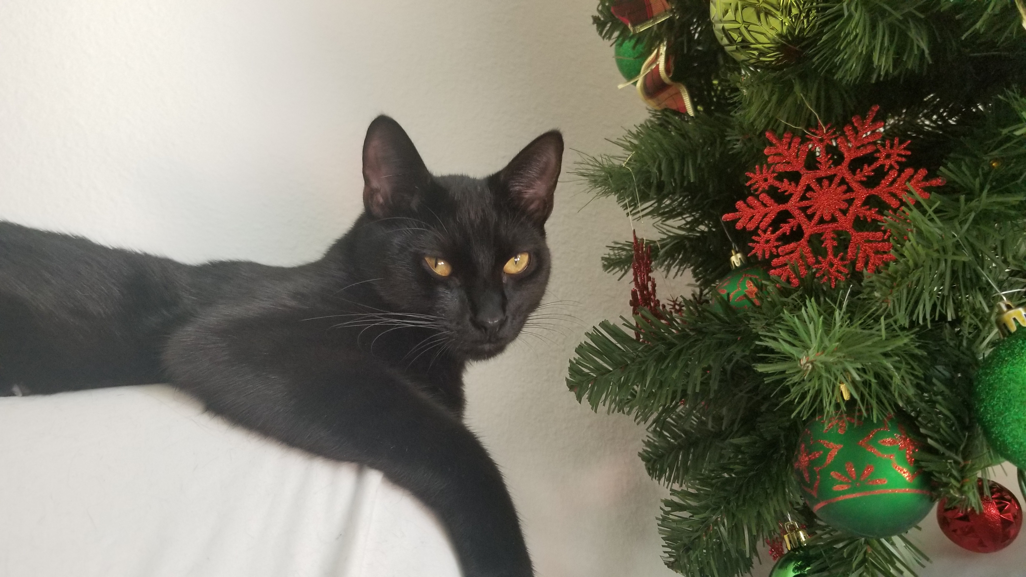My Cat Benito