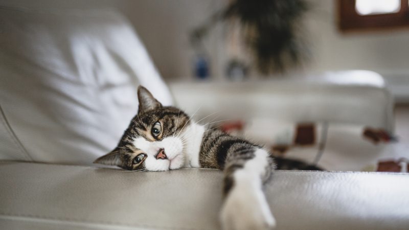cat laying down