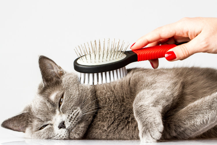 cat being brushed