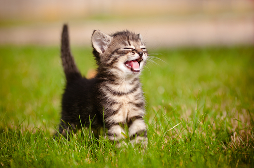 Baby Cat