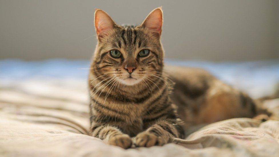 Adult Cat