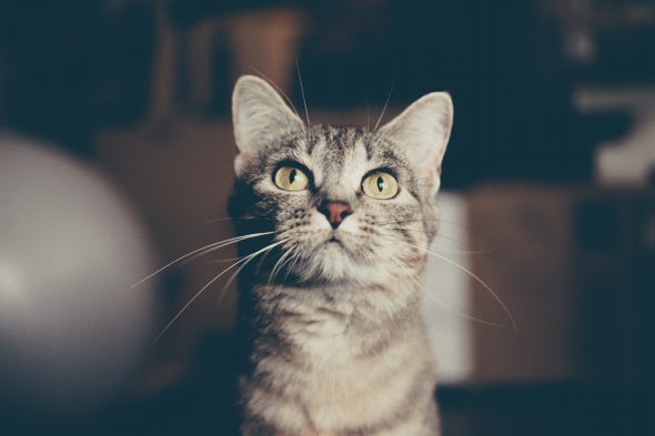 Cat Looking up