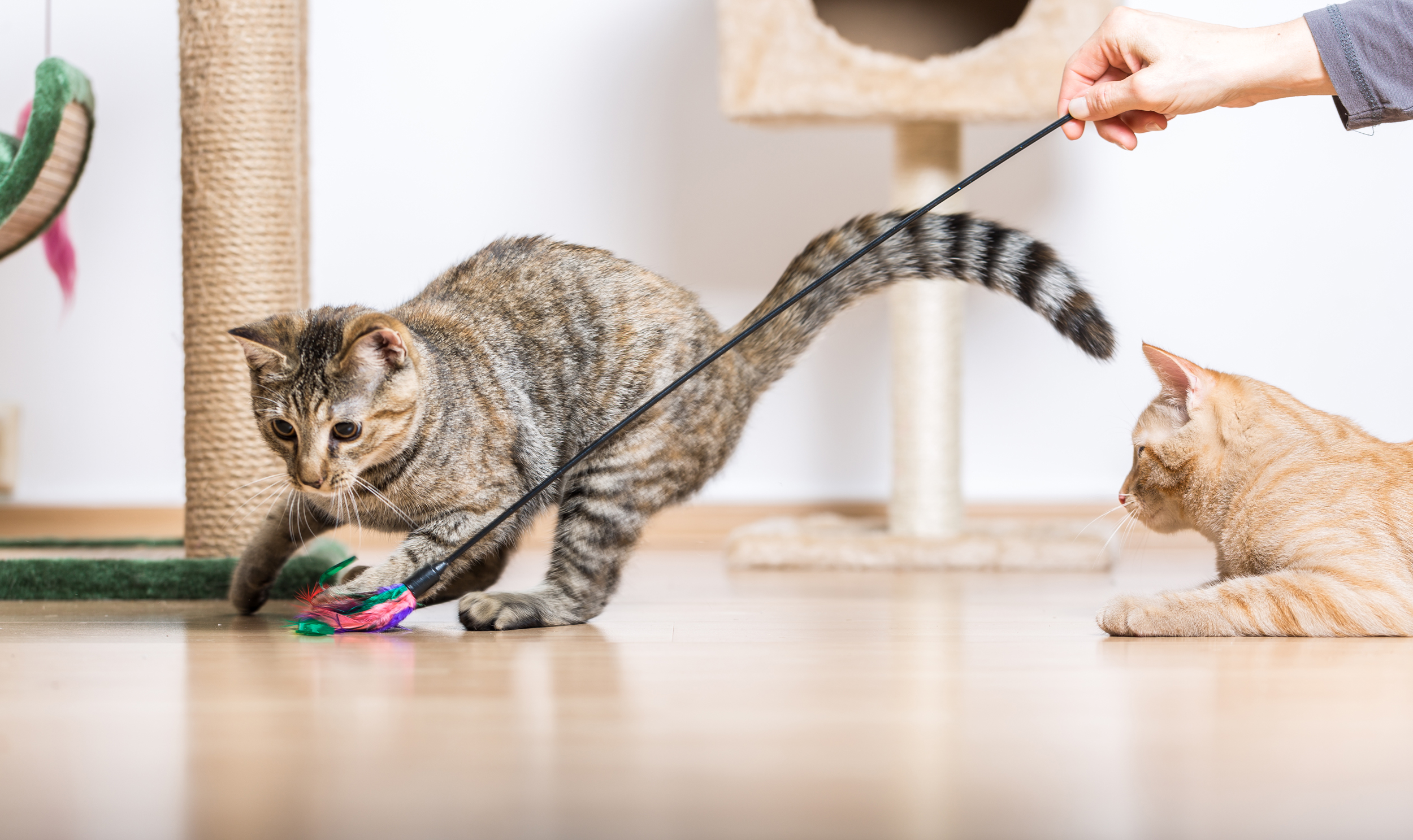Cat playing
