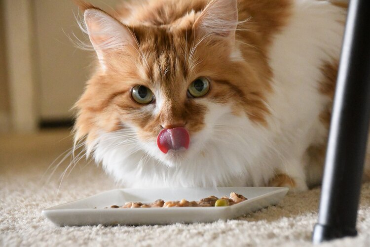 cat eating