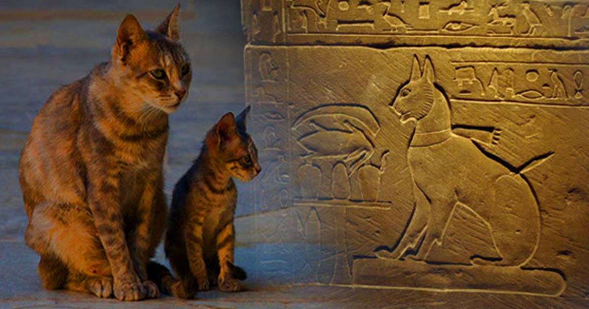 Cats in egypt