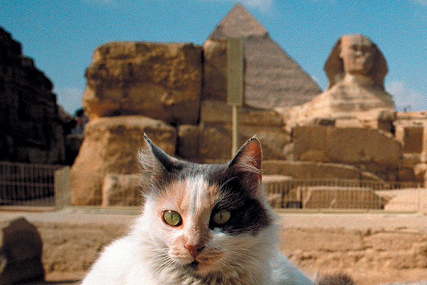 Cat in egypt