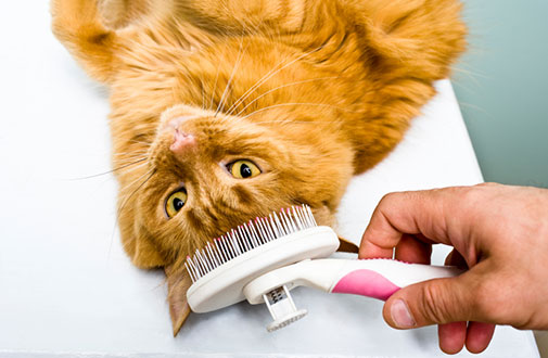 cat being brushed