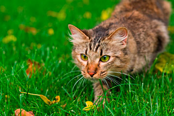 Cat hunting