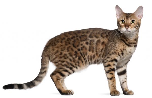 Egyptian Cat