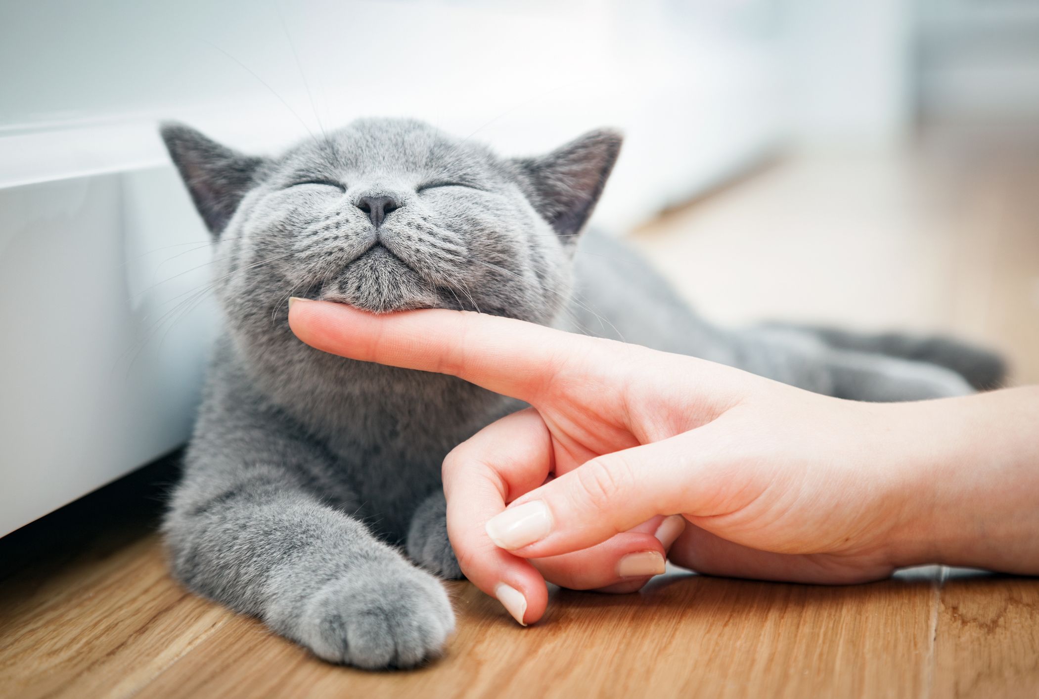 Cat with human
