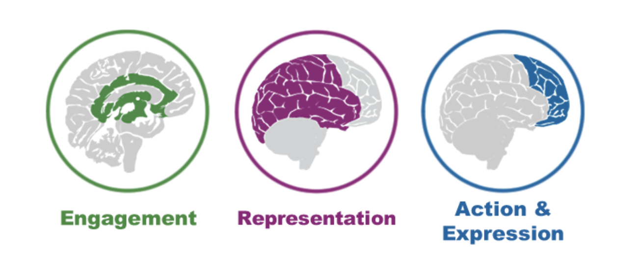 Diagram showing how the three principles of Universal Design- Engagement, Representation, and Action and Expression activate different parts of the brain. 