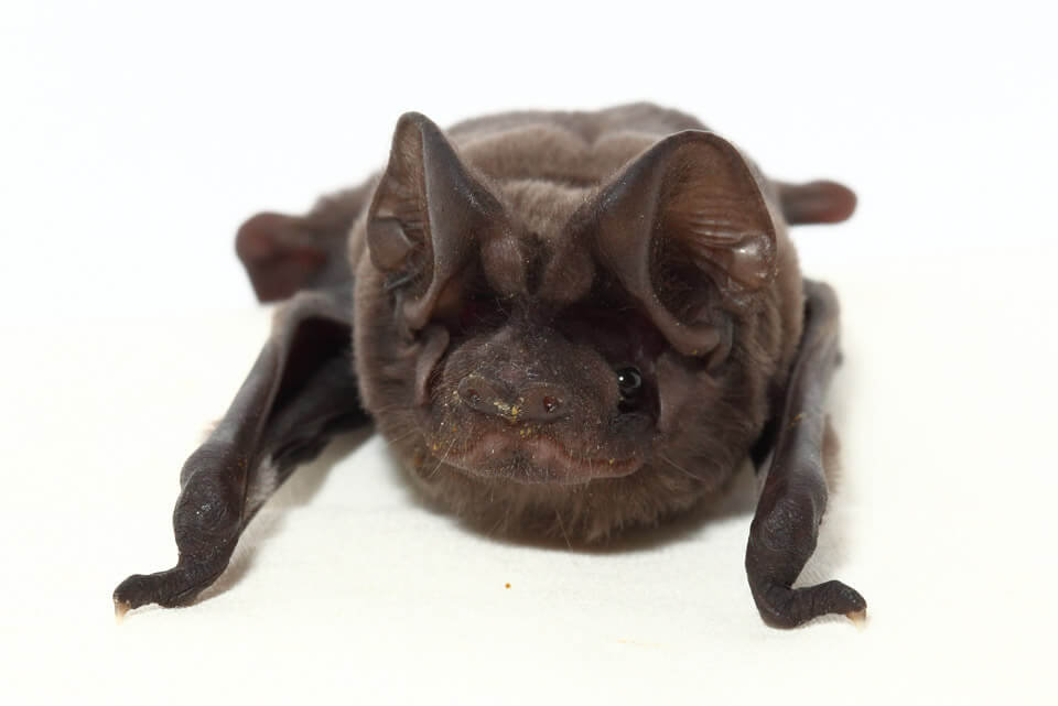 The Florida Bonneted Bat